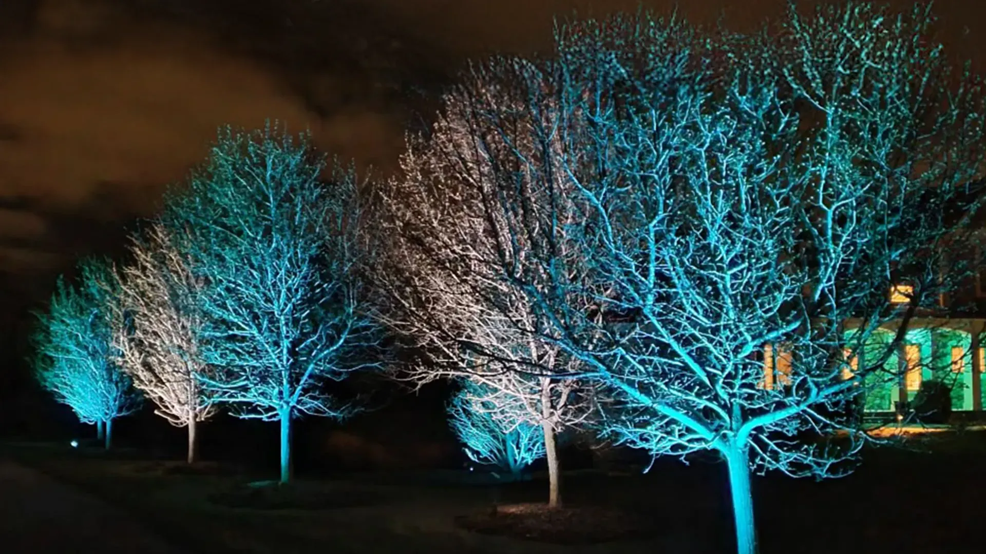 Trees Canopy permanent holiday lights